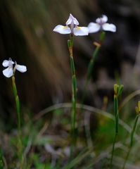 Moraea modesta