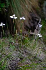 Moraea modesta