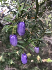 Billardiera longiflora