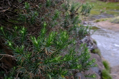 Inulanthera thodei