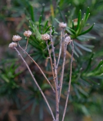Inulanthera thodei