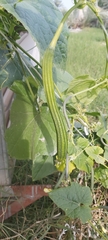 Luffa acutangula