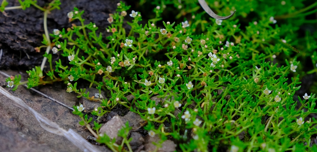 Crassula gemmifera