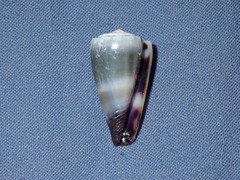 Conus muriculatus
