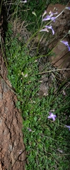 Lobelia preslii