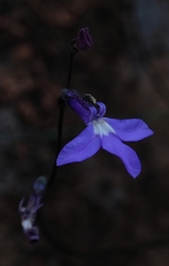 Lobelia preslii