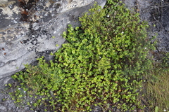 Centella eriantha