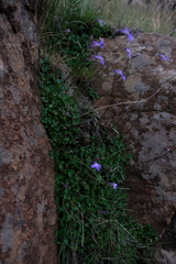 Lobelia preslii