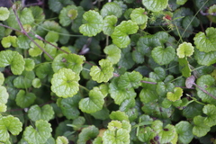 Centella eriantha