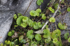 Centella eriantha