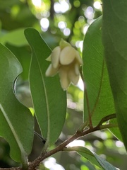 Polyalthia suberosa