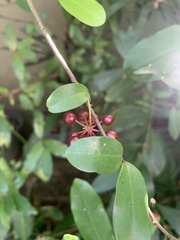 Polyalthia suberosa