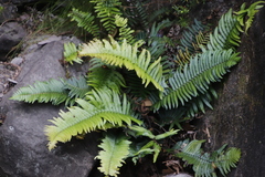 Blechnum punctulatum punctulatum