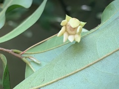 Polyalthia suberosa