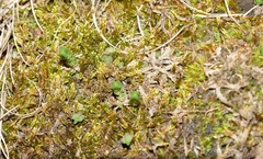 Crassula lanceolata
