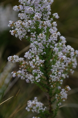 Selago flanaganii