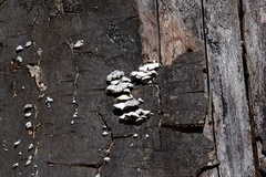 Schizophyllaceae