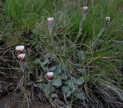 Helichrysum albo-brunneum