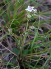 Alepidea galpinii