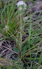 Alepidea galpinii