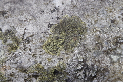 Diploicia africana