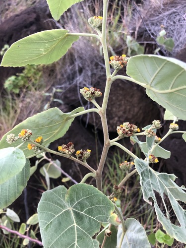 Waltheria tomentosa observed 2019-09-25