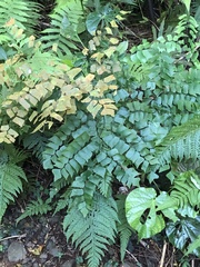 Adiantum trapeziforme