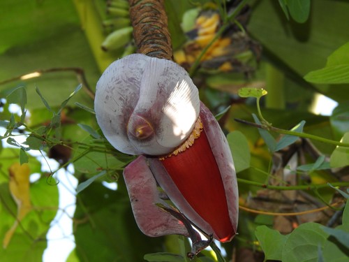 Musa balbisiana