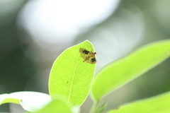 Conogethes semifascialis