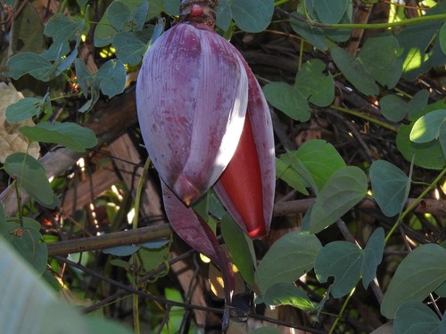 Musa balbisiana