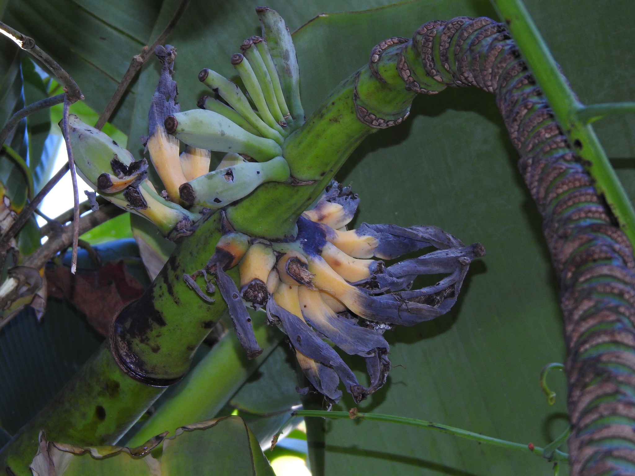Musa balbisiana