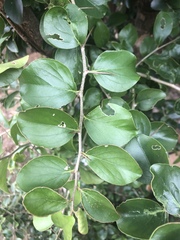 Flacourtia indica