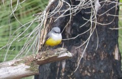 Eopsaltria griseogularis