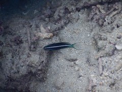 カモハラギンポ