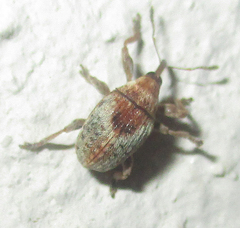 Nanophyinae