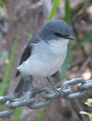 Eopsaltria georgiana