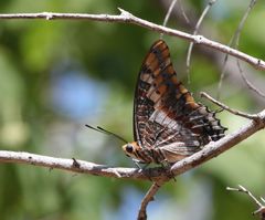 Charaxes saturnus