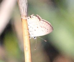 Freyeria trochylus