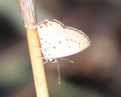Freyeria trochylus