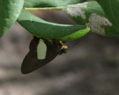 Coeliades forestan forestan