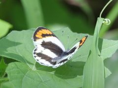 Colotis euippe mediata
