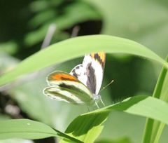 Colotis euippe mediata