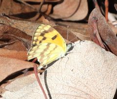 Colotis vesta mutans
