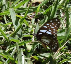 Graphium leonidas leonidas