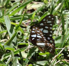 Graphium leonidas leonidas