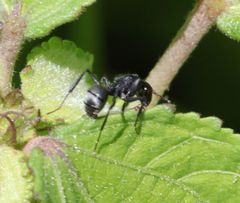 Camponotus mayri