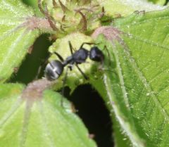 Camponotus mayri