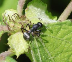 Camponotus mayri