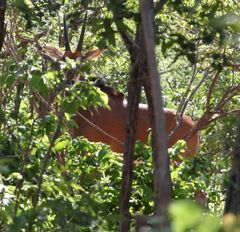 Hippotragus niger kirkii