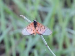 Acraea neobule neobule